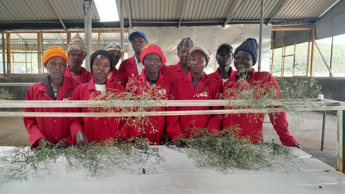 Gypso Team.jpg