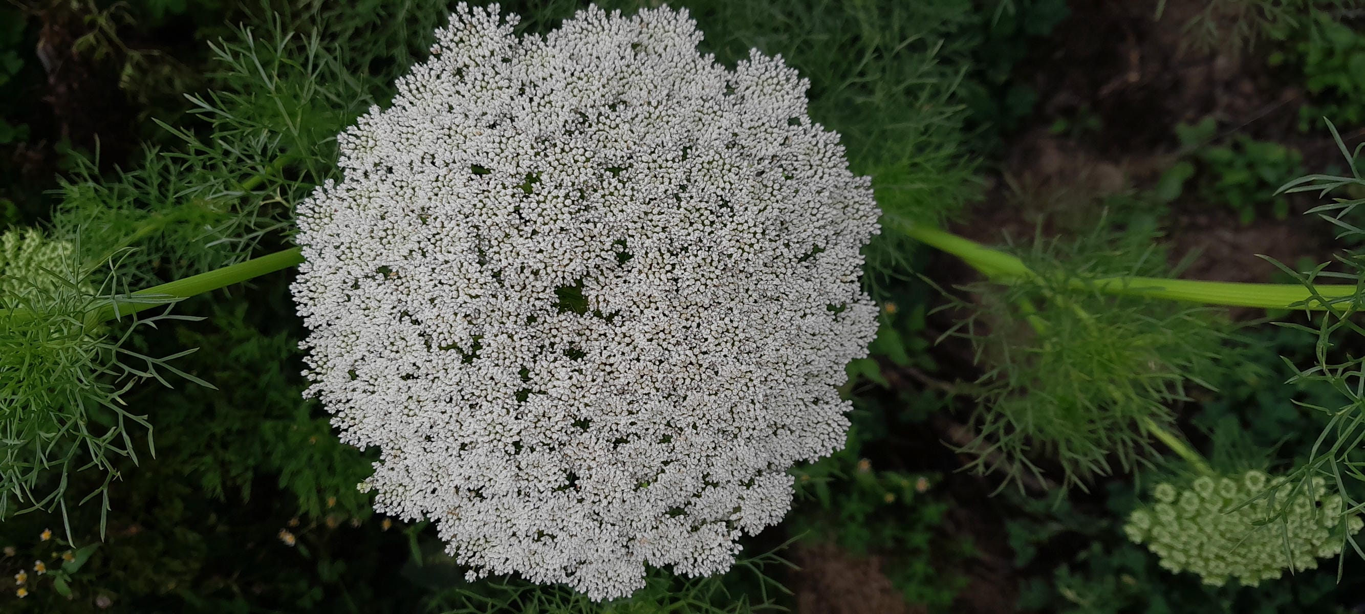 Ammy Flower.jpg