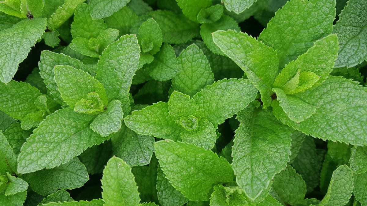 PRODUCT- MINT.jpg