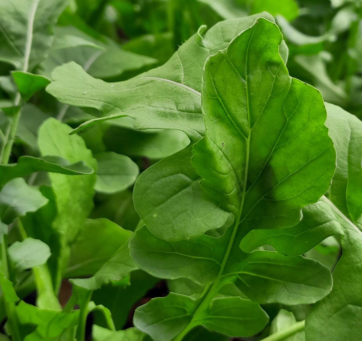 Rucola.jpg